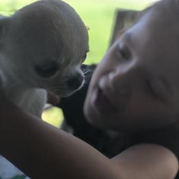 Chihuahua Puppies from Conlin's Chihuahuas