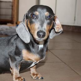 stella - Dachshund