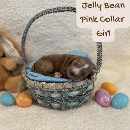 Jelly Bean - Red  female Goldendoodle puppy in Taylorsville, North Carolina from Doggone Dixie Doodles