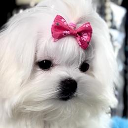 Maltese from Always Maltese