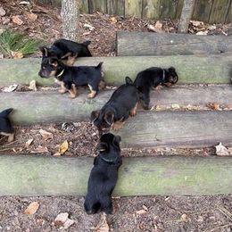 Australian Terrier Puppies from Firewalker Australian Terriers