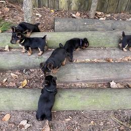 Australian Terrier Puppies from Firewalker Australian Terriers