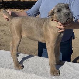 Mamma Mia - Fawn female Cane Corso puppy in Dayton, Oregon from BlackStar Cane Corso