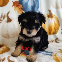 Lucy - Black female Miniature Schnauzer puppy in Diana, Texas from Happy Pawz Schnauzers