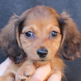 Helen - Red female Dachshund puppy in Azle, Texas from American Dachshunds