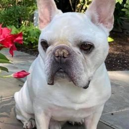 French Bulldogs from Messiahs