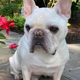 French Bulldogs from Messiahs