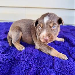 Maple - Red tri-color female Australian Shepherd puppy in Charlotte, North Carolina from Awesome Aussies