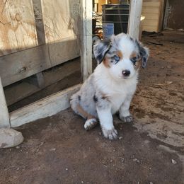 Miniature American Shepherd Puppies from Marquise Miniature American Shepherd