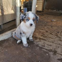 Miniature American Shepherd Puppies from Marquise Miniature American Shepherd