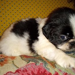 Johnathan - White male Pekingese puppy in Willow Spring, North Carolina from Pekingese Zoo