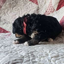 Bernedoodle Puppies from Joyful Pastures Homestead
