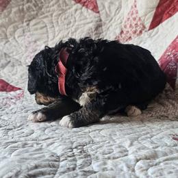 Bernedoodle Puppies from Joyful Pastures Homestead