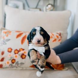 Smore - Tri-color male Bernedoodle puppy in Murray, Utah from Sun Valley Doodles