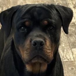 Rottweilers from Vagabond Rottweilers