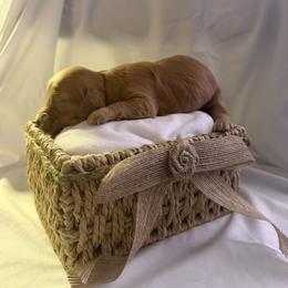 Jane - Red female Dachshund puppy in Brockport, New York from Ryans Nursery/Ryan's Dachshunds