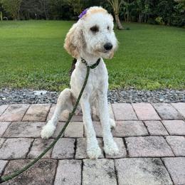 Sophie - Cream female Goldendoodle puppy in Davie, Florida from Daviegoldendoodles
