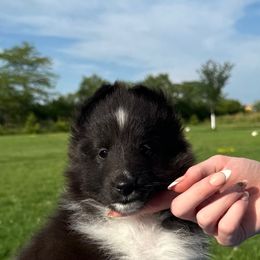 Milo - Black and white male Shetland Sheepdog puppy in Indianola, Iowa from Kell Shelties