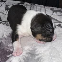 Buckeye - Black tan and white male Bull Terrier puppy in Springfield, Ohio from Lynn Hill Bull Terriers