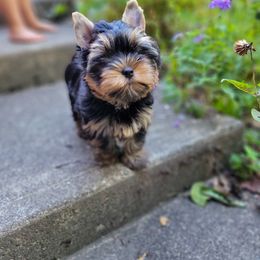 Great Dane and Yorkshire Terrier Puppies from Chuck City Danes & Yorkies