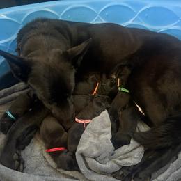 Male 1 - Black male German Shepherd puppy in Descanso, California from KVA Shepherds