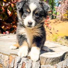 Boy 5 - Black tri Miniature Australian Shepherd puppy in Shingletown, California from Whiskeytown Aussies