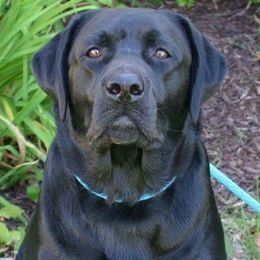 Labrador Retriever adult dog