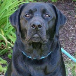 Labrador Retriever adult dog