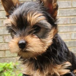 Yorkshire Terrier puppies from Fabiana's Yorkshire Terriers