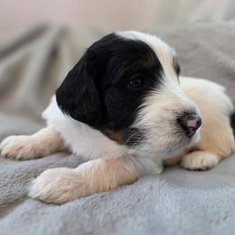Salem - Tri-color male Bernedoodle puppy in Malden, Illinois from Doting Doodles