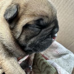 French Bulldogs and Xoloitzcuintli from Vision French Bulldogs