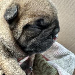 French Bulldogs and Xoloitzcuintli from Vision French Bulldogs