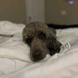 Cockapoo, Goldendoodle, and Poodle All Grown Up from Clad Doodles