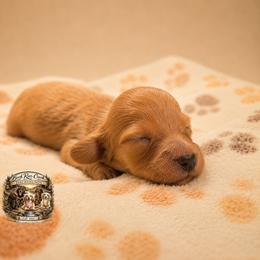 SULLY - Red male Dachshund puppy in Greenfield, Ohio from Buck Run Creek Dachshunds