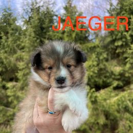 Jaeger - Sable and white Shetland Sheepdog puppy in Bainbridge, New York from Royal Tea Shelties