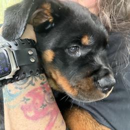 Rottweiler Puppies from Come what May Rottweillers & rescues llc