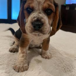 Knox - Black tan and redtick male Beagle puppy in Brownsboro, Texas from Willow Bark Beagles