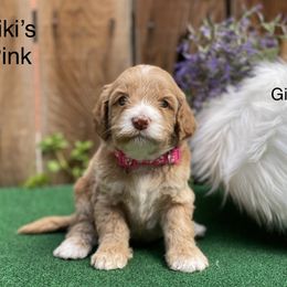 Labradoodle Puppies from Caribbean Breeders