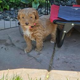 Spark - Parti female Goldendoodle puppy in Layton, Utah from Lauralyn's Goldendoodles