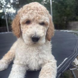 Judah - Cream male Poodle puppy in Redding, California from Canyon Creek Kennels