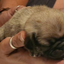 Orange Collar Boy - Fawn male Pug puppy in New Braunfels, Texas from Kex Pug Haus