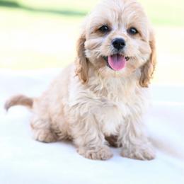 Finn - Apricot male Cavapoo puppy in Lawton, Oklahoma from Lindsey’s Cavies