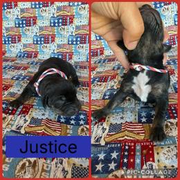 Justice - Black male Catahoula Leopard Dog puppy in Forbes, Minnesota from North Country Catahoulas