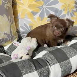 TRINKET - Chocolate and white female Chihuahua puppy in Richmond, Virginia from Bayberry Chihuahuas