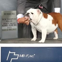 Bulldogs and French Bulldogs from Royal Empire Bulldogs