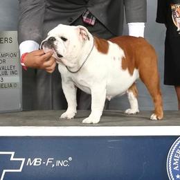 Bulldogs and French Bulldogs from Royal Empire Bulldogs