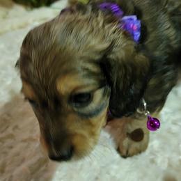 Dachshund Puppies from CLARK'S BREEDING PROGRAM