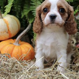Cavalier King Charles Spaniels and English Springer Spaniels from Stratton Spaniels