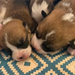 Carys - Red female Pembroke Welsh Corgi puppy in Inola, Oklahoma from Pine Lane Pembrokes
