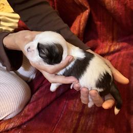 Acorn - Parti male Lhasa Apso puppy in Waterford, Connecticut from Floofie Butts